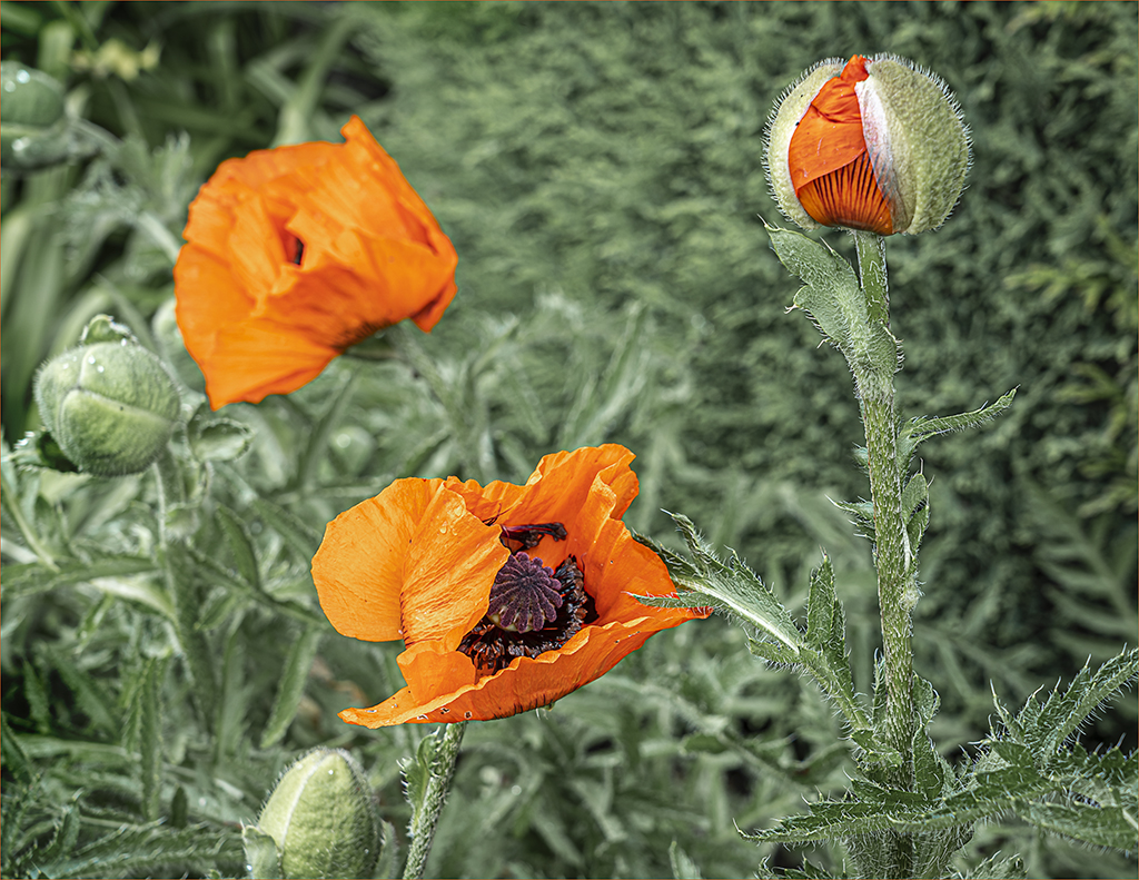 Emerging Poppy